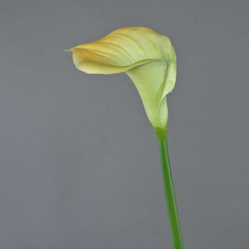 Calla artificial DAISCHI, amarillo-verde, 70cm