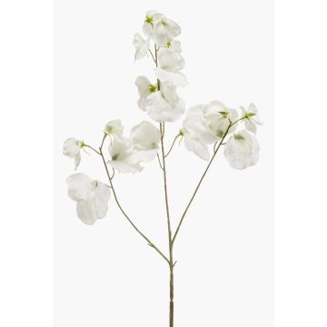 Lathyrus artificial KANZI, crema, 75cm Lathyrus artificial KANZI, crema, 75cm