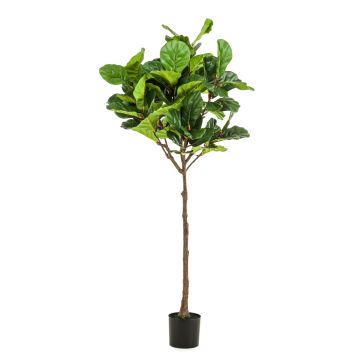 Ficus Lyrata artificial ABIULA, tronco real, verde, 195cm