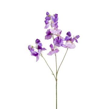 Lathyrus artificial KANZI, morado, 75cm