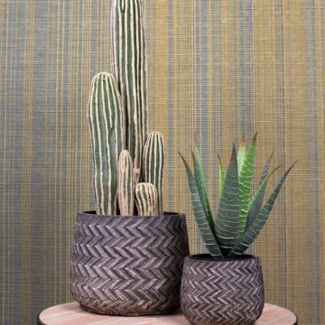 Sueño de California Sueño de California