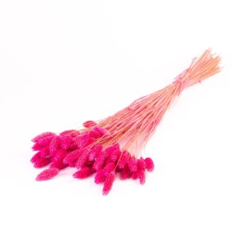 Hierba canaria seca BRAGILA en ramillete, rosa, 50-75 cm, Ø 12 cm
