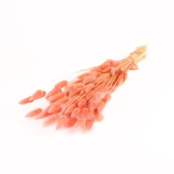 Hierba seca BORKA, ramo, rosa viejo, 55-75 cm, Ø 12 cm