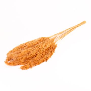 Manojo de juncos secos DONJETA, terracota, 70-80 cm, Ø 15 cm