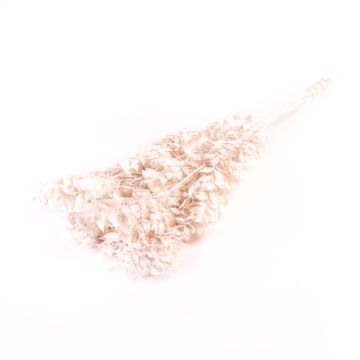 Ramitas secas de rusco AGNIATA, blanco, 70-75 cm, Ø 17 cm