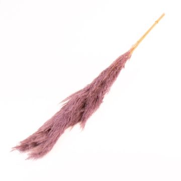 Ramo seco de hierba de la pampa ANIAMI, lila, 130-140 cm, Ø 20 cm
