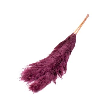 Ramo seco de hierba de la pampa ANIAMI, violeta, 130-140 cm, Ø 20 cm