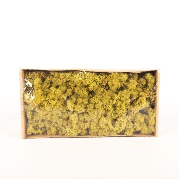 Auténtico musgo islandés SVEINBJÖRN, verde kiwi, 500g