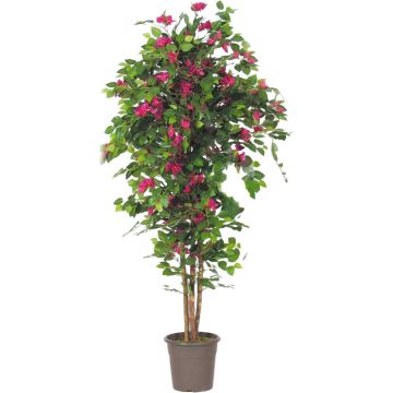 Bougainvillea decorativa INGELOTTE, troncos reales, flores, rosa, 125 cm - Fabricado en Italia