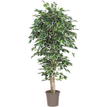 Ficus Benjamini artificial LEVANTA, troncos naturales, verde-blanco, 125 cm - Fabricado en Italia
