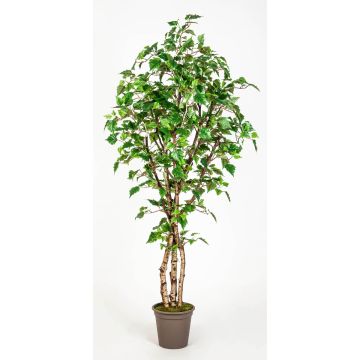 Abedul blanco artificial HINDRIKA, troncos naturales, verde, 200 cm - Fabricado en Italia