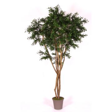 Acacia artificial ANDRIY con troncos reales, cruzada, verde, 275 cm - Fabricada en Italia Acacia artificial ANDRIY con troncos reales, cruzada, verde, 275 cm - Fabricada en Italia