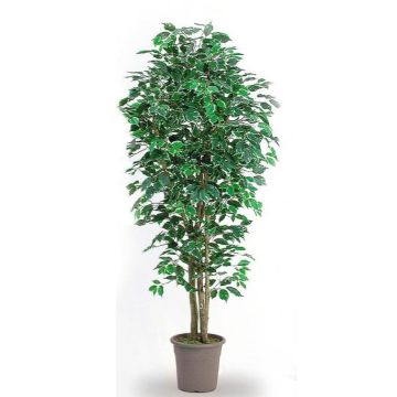 Ficus Benjamini decorativo LEONORET, troncos reales, verde-blanco, 100 cm - Fabricado en Italia