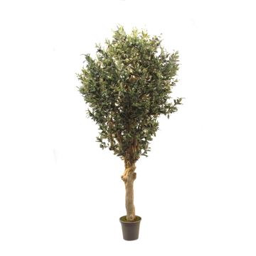 Olivo artificial CECILIO, tronco real, con frutos, 200 cm - Fabricado en Italia Olivo artificial CECILIO, tronco real, con frutos, 200 cm - Fabricado en Italia