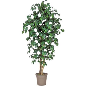 Camelia artificial JASMINDE, troncos naturales, con flores, blanco, 175 cm - Fabricado en Italia