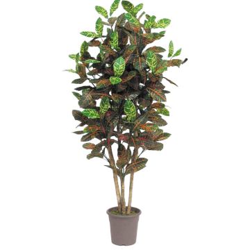 Croton decorativo JULISSA, tronco real, multicolor, 200 cm - Fabricado en Italia