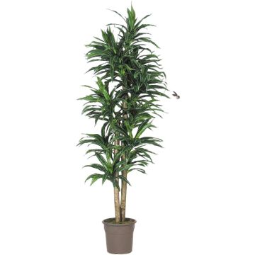 Dracaena fragrans artificial KANDIDA, troncos naturales, verde-blanco, 150 cm - Fabricado en Italia