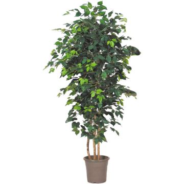 Ficus Benjamini decorativo LEONORET, troncos reales, verde, 100 cm - Fabricado en Italia Ficus Benjamini decorativo LEONORET, troncos reales, verde, 100 cm - Fabricado en Italia