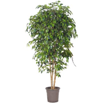 Ficus benjamina artificial LUDGARDIS, troncos naturales, verde, 100 cm - Fabricado en Italia Ficus benjamina artificial LUDGARDIS, troncos naturales, verde, 100 cm - Fabricado en Italia