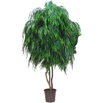 Sauce llorón artificial NADESCHA, troncos naturales, verde, crossdoor, 250 cm - Fabricado en Italia