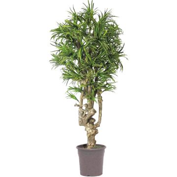 Dracaena Reflexa Jamaica OZIOMA decorativa, tronco real, verde-amarillo, crossdoor, 200 cm - Fabricado en Italia