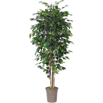 Ficus Benjamini artificial LEVANTA, troncos naturales, verde, 200 cm - Fabricado en Italia