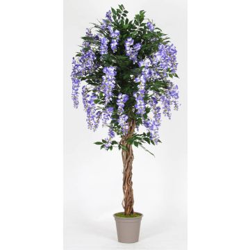 Glicinia artificial ANNIARA, troncos reales, con flores, lila, 175 cm - Fabricado en Italia