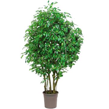 Ficus benjamina artificial SORAVIA, troncos naturales, verde, 150 cm - Fabricado en Italia