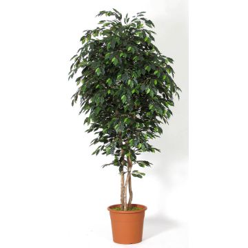 Ficus benjamini artificial LEVANTA, troncos naturales, verde, 275 cm - Fabricado en Italia