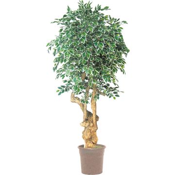Ficus Benjamini falso AURELIANO, tronco natural, verde-blanco, 200 cm - Fabricado en Italia