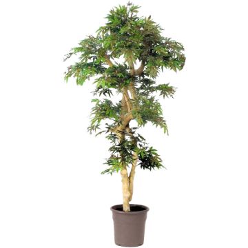 Árbol decorativo arce japonés DANIIL, tronco real, verde-rojo, 185 cm - Fabricado en Italia