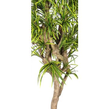 Dracaena Reflexa Jamaica KOLOMBINE artificial, tronco real, verde-amarillo, crossdoor, 200 cm - Fabricado en Italia