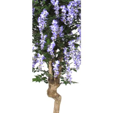 Glicinia falsa ERLINA, tronco real, con flores, lila, 200 cm - Fabricado en Italia