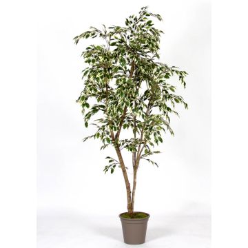 Higuera decorativa LISEROSE, troncos reales, verde-blanco, 150 cm - Fabricado en Italia