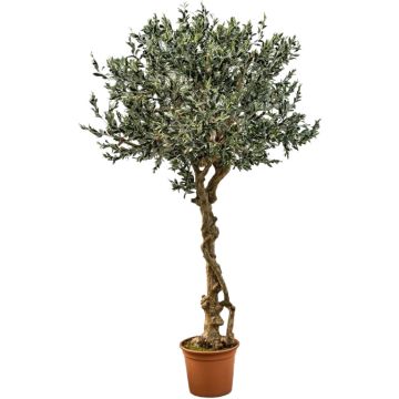 Olivo artificial PLACIDO, tronco real, con frutos, 275 cm - Fabricado en Italia Olivo artificial PLACIDO, tronco real, con frutos, 275 cm - Fabricado en Italia
