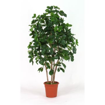 Schefflera artificial NANETTE, troncos reales, verde, 150 cm - Fabricado en Italia Schefflera artificial NANETTE, troncos reales, verde, 150 cm - Fabricado en Italia