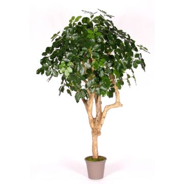 Schefflera decorativa SOLIDA, tronco real, verde, 200 cm - Fabricado en Italia Schefflera decorativa SOLIDA, tronco real, verde, 200 cm - Fabricado en Italia