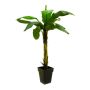Platanera falsa KEKOA, 220cm
