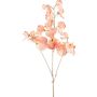 Rama decorativa Lathyrus latifolius SLIRKEN, albaricoque, 75 cm