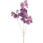Rama decorativa Lathyrus latifolius SLIRKEN, lila oscuro, 75 cm
