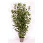 Bambú decorativo HILDEMARA, varas de bambú naturales, crossdoor, 150 cm - Fabricado en Italia
