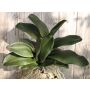 Hojas artificiales de Orquídea Phalaenopsis ARLETTE, raíces aéreas, 45cm
