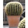Cactus artificial asiento de suegra LIONEL, en maceta, 57 cm