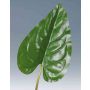 Hoja de anturio artificial NORMAN, verde, 110cm