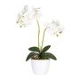 Flor decorativa Phalaenopsis FRUXO, varilla, raíces, blanca, 50 cm