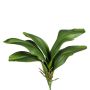 Hojas artificiales de orquídea Phalaenopsis DRANFOL, varilla, raíces aéreas, 35 cm