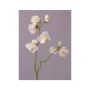 Rama de lathyrus artificial KIANO, blanco-verde, 40cm, Ø3-5cm
