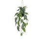 Planta decorativa Alocasia Sanderiana, maceta colgante XEZOR, maceta decorativa, verde-blanco, 80 cm