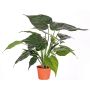 Alocasia artificial AROA, verde, 50cm