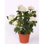 Mini arbusto de rosas artificiales NICOLE, en maceta, crema, 20cm, Ø2-5cm